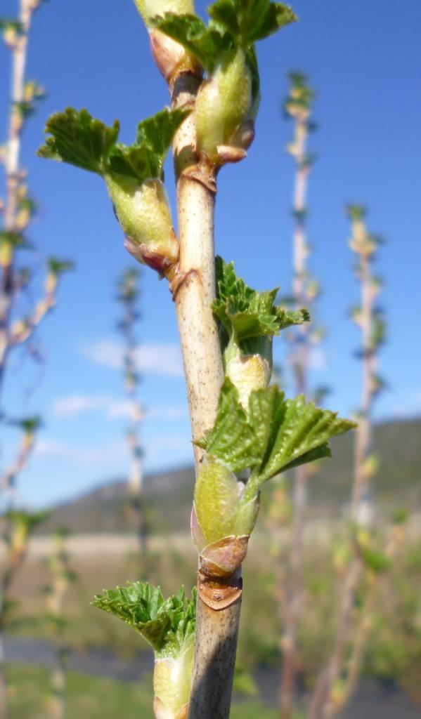 Grunnlaget for god avling Blomsterknoppene dannes året før Vekstavslutning ->