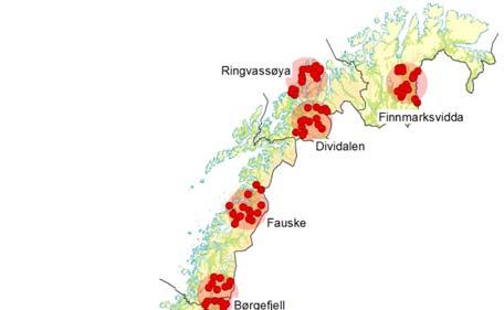 Intensiv overvåking kongeørn: Baseres på