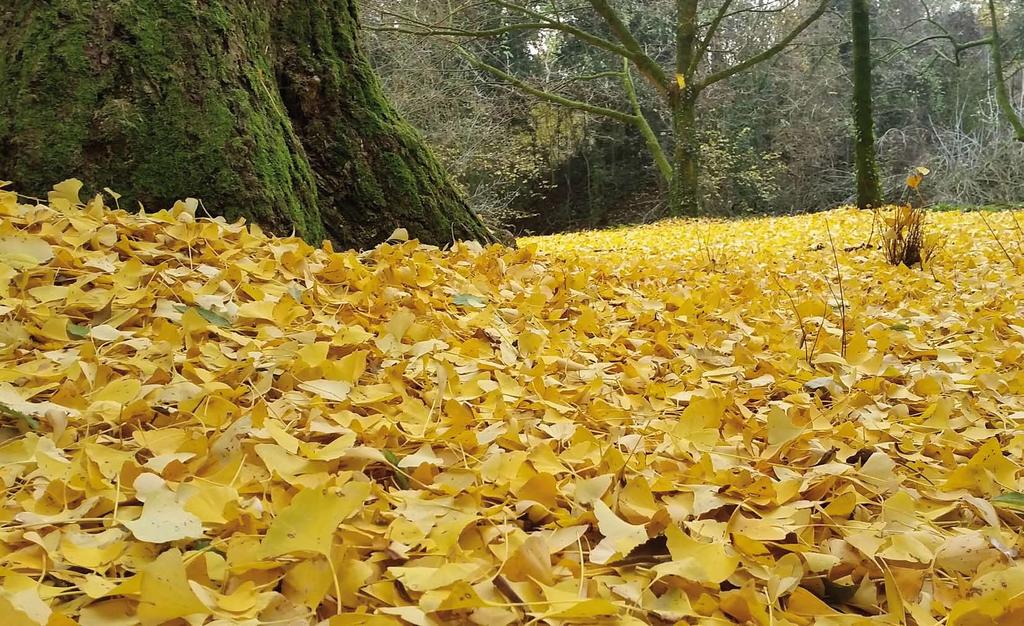Novembre 2018 Ginkgo biloba, tappeto di foglie in novembre, Parco delle Bertone.