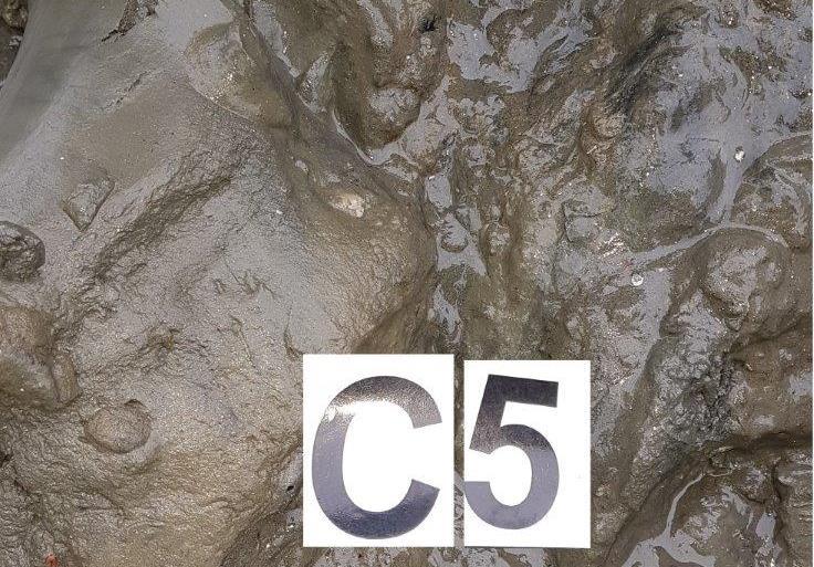 Figur 10: Bilde av sedimentet ved C5.