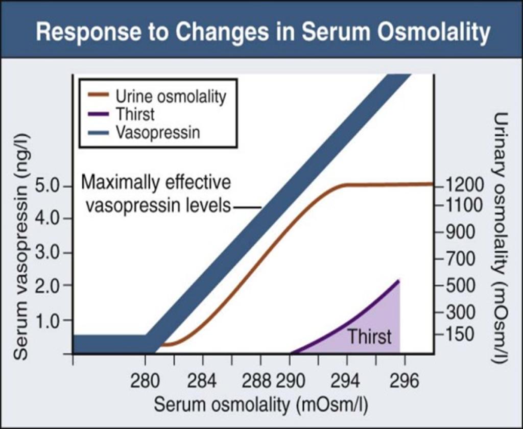 ADH antidiuretisk hormon S-osmolalitet reguleres veldig nøyaktig og økning på få