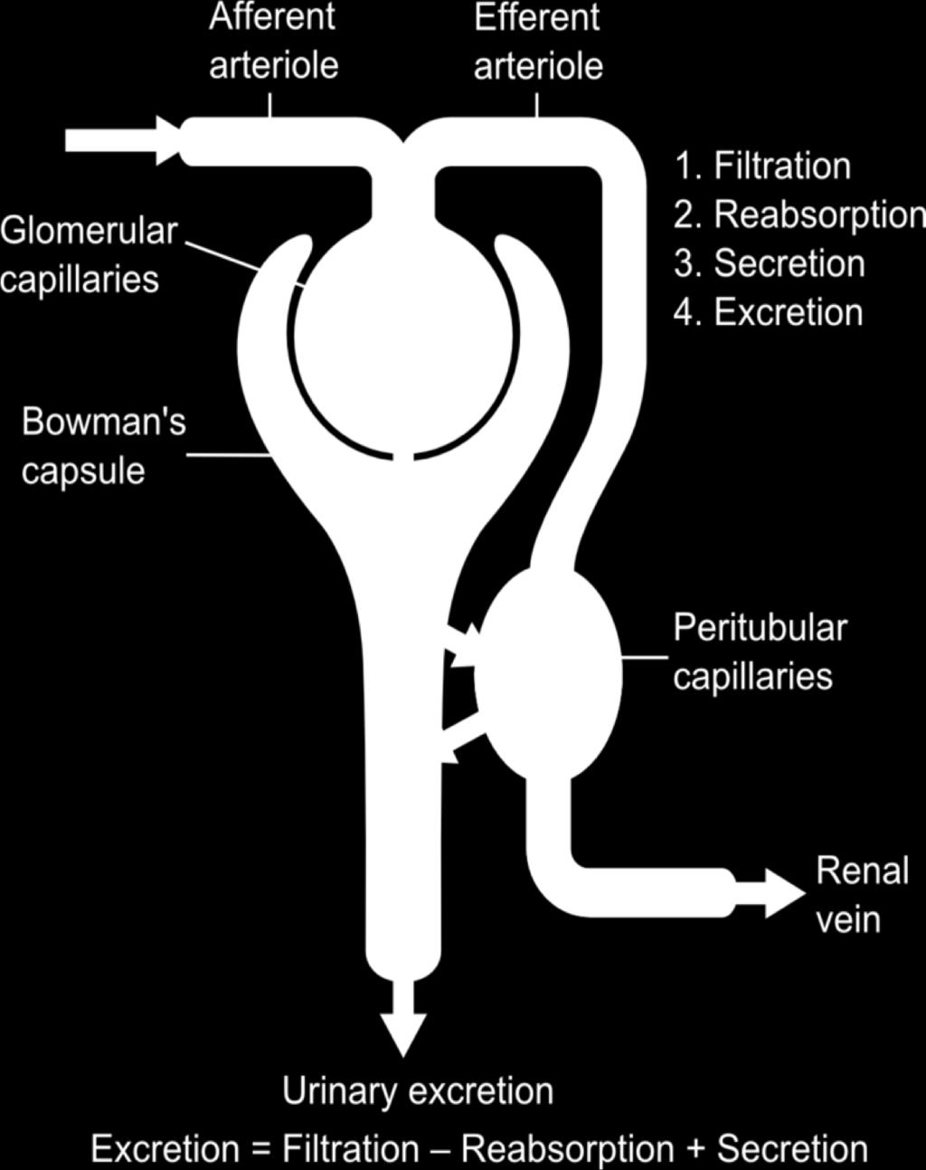 GFR/eGFR GFR glomerulærfiltrasjonsrate Kan måles nøyaktig Lite praktisk Normalt 120 ml/min/1,73m2 =ca 180 l/døgn egfr