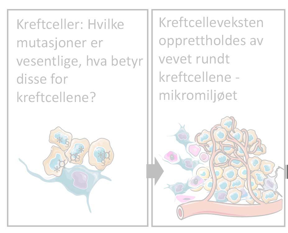 Kreftceller: Hvilke mutasjoner er vesentlige, hva betyr disse for kreftcellene?