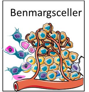 Neste: 1) Finne detaljer på hvordan myelomcellene får hjelp. Hva er de helt avhengig av?