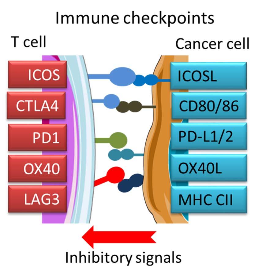 Immunterapi har sålangt ikke fungert ved myelomatose. Draps T cellene er antagelig utmattede.