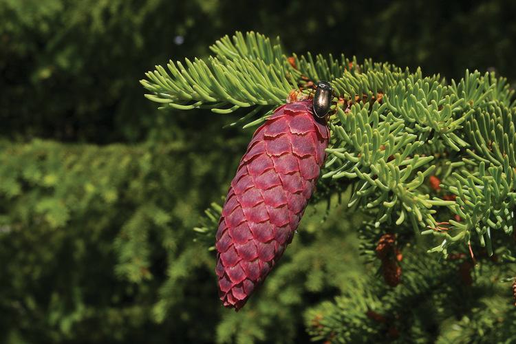 Figur 39. Gran (Picea abies) er det treslaget som er best karakterisert genetisk, både når det gjelder provenienser, familier og kloner.