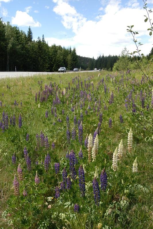 Foto: Statens Vegvesen Hagelupiner Bildet viser hagelupiner (Lupinus polyphyllus) Artsnavn: Hagelupin Areal: 500 Bestandsbredde: 6 Delt forekomst: Ja