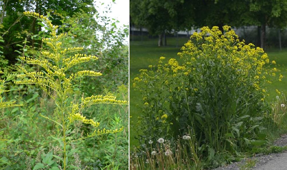 Foto: Statens Vegvesen Kanadagullris og russekål Bildet viser kanadagullris (Solidago canadensis) til venstre og russekål (Bunias orientalis) til høyre