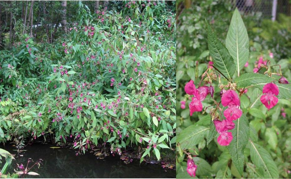 Bildet viser kjempespringfrø (Impatiens glandulifera) Artsnavn: Kjempespringfrø Areal: 45 Bestandsbredde: 6 Delt