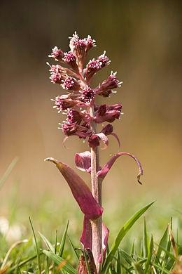 Foto: Statens Vegvesen Legepestrot Bildet viser Legepestrot (Petasites hybridus) Artsnavn: Legepestrot Areal: 1 Antall