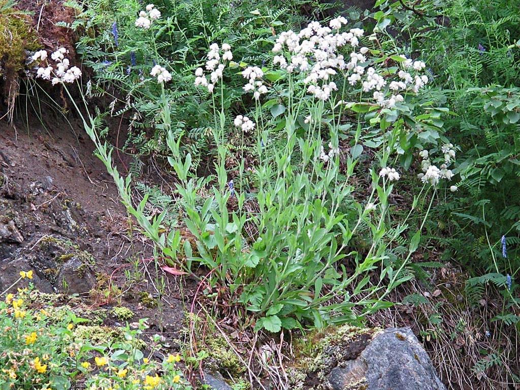 bergmjølke (Epilobium collinum), engsmelle (Silene vulgaris), maiblom (Maianthemum bifolium) og brunrot (Scrophularia nodosa).