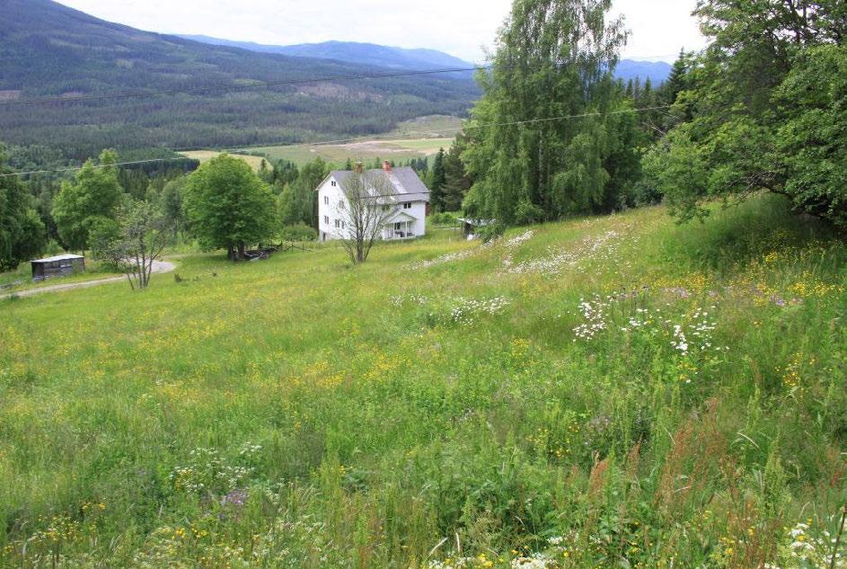 Oversiktsbilde over slåttemarka