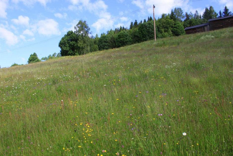 Foto: Geir Høitomt.