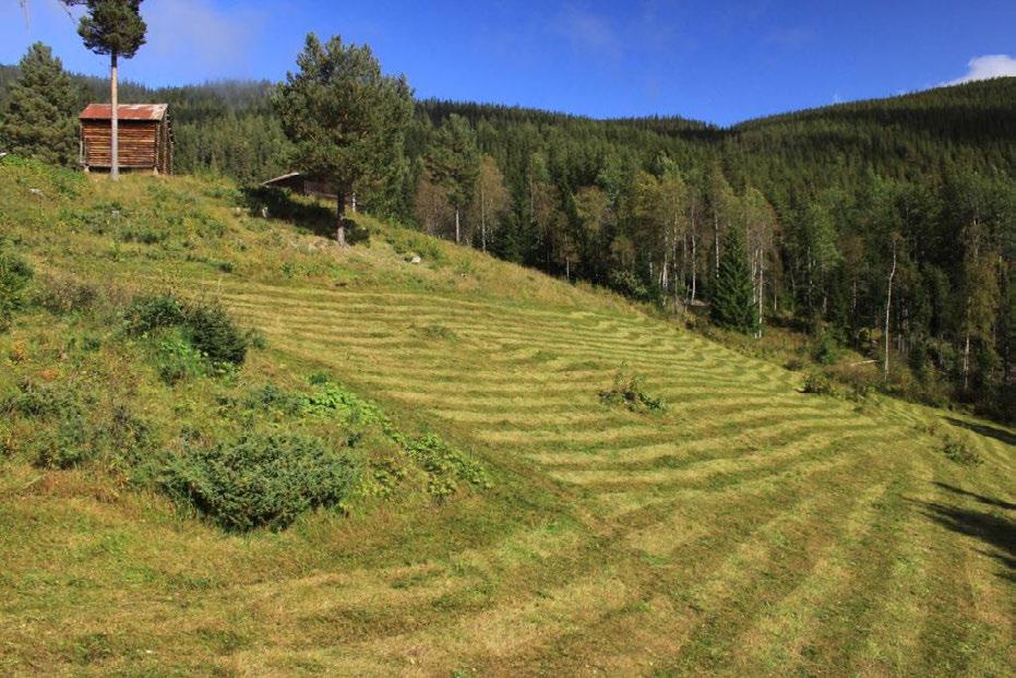 Oversiktsbilde over slåttemarka 31.