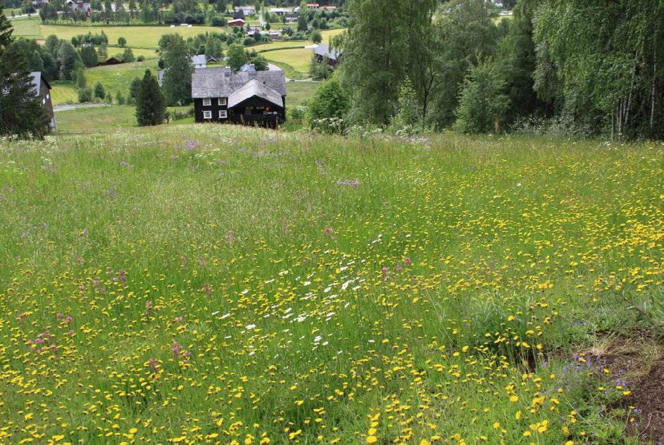 Oversiktsbilde over slåttemarka 27.