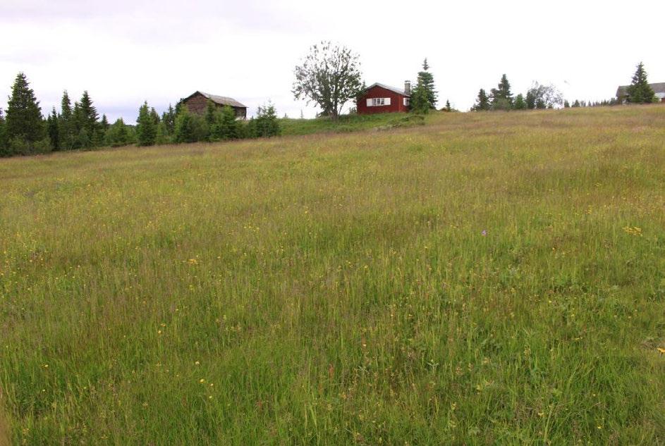 Oversiktsbilde over slåttemarka