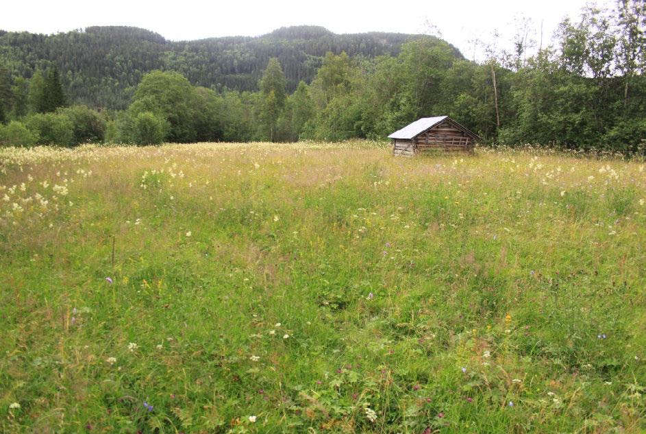 Oversiktsbilde over slåttemarka 23.7.