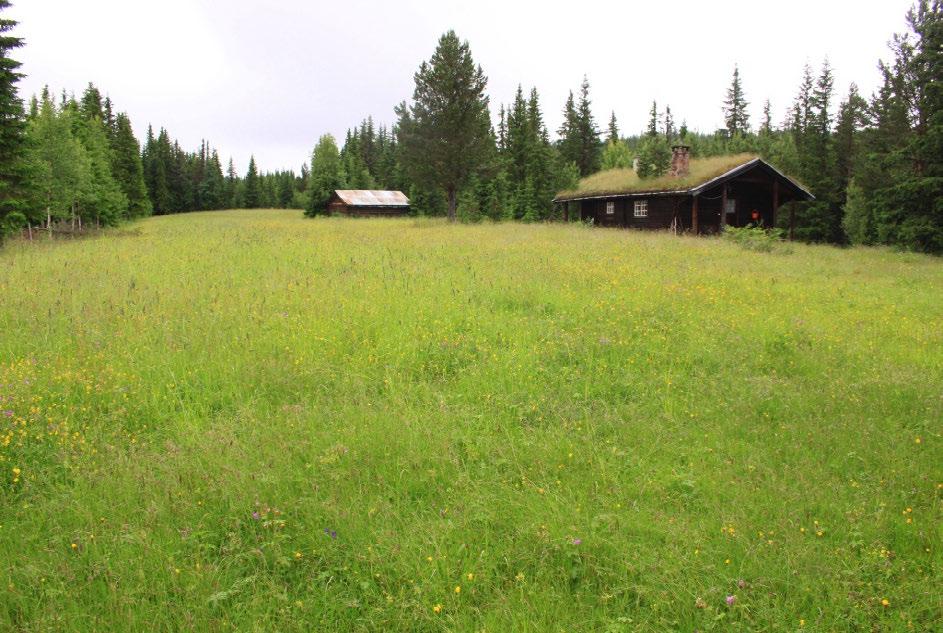 Oversiktsbilde over slåttemarka