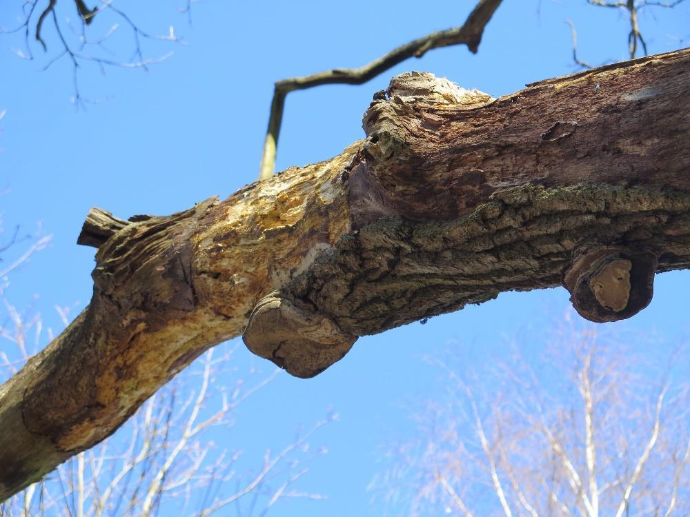 Arter Arter ble i liten grad ettersøkt da dette er forholdsvis ressurskrevende. Av arter registrert på eik, var eikeildkjuke (Phellinus robustus) (figur 1) den mest interessante.