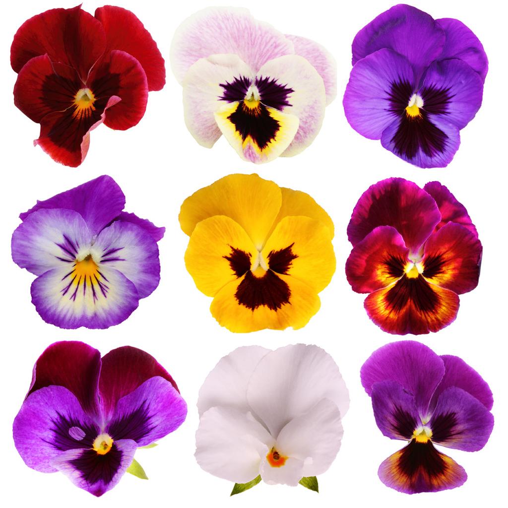 STEMORSBLOMST - PANSY