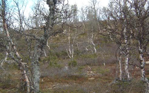 DELTAGERE, TIDSROM Per Olav Mathiesen og Jostein Bergstøl utførte utgravningen. Undersøkelsen ble utført i to perioder. Først fra 17. til 21. juni, og videre fra 18. til 20. juli 2005.