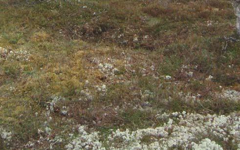 De utgravde gropene ble også vist til Ole Karl Romenstad som driver gårdsturisme i Unsetgrenda.