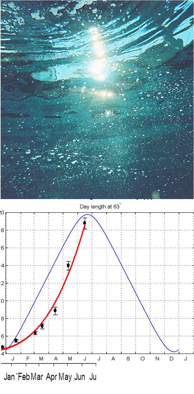 Effekt av dybde på vekst av sukkertare i Midt-Norge 160 140 * S porophyte length ( cm) 120 100 80 60 40 20 * * * * * * * * *