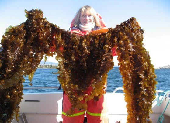 Seasonal- and depth-dependent growth of cultivated kelp