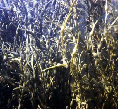 Trøndelag (7000 tonn) Grisetang Ascophyllum nodosum 10 000 20 000 Midt-Norge - Troms