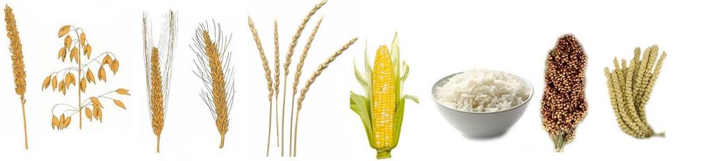 Info om kornsorter Forsøksmelding fra Landbruksrådgivinga NIBIO Fokus Kataloger fra