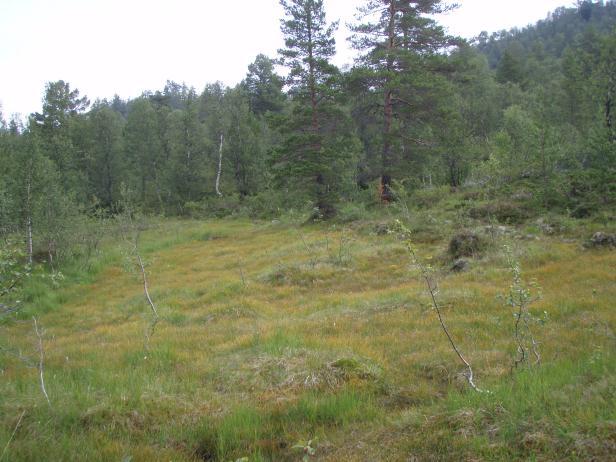 Her består undergrunnen av grus og sand med steiner av forskjellige størrelse.