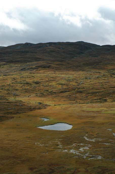 Lågfjellet i Sør-Norge er en region med snaufjellsområder opp til 1500 m.o.h. Regionen har også enkelte topper med høyfjellskarakter og noen smådaler under skoggrensa (Puschmann 2005).