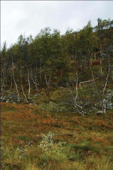 Særlig i nordvestre Telemark karakteriseres overgangen til lavereliggende strøk innen denne regionen av storkupert hei (Puschmann 2005), dette stemmer overens med landskapsformene i det studerte