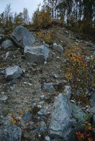 Fargen på steinene i de gamle morenetakene var mørk på grunn av lavvekst. Dette gjorde at de hadde et dempet utseende (Figur 5.