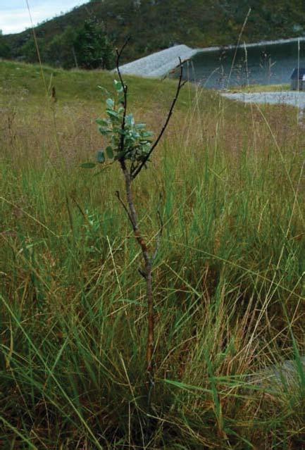 på toppen av fyllingen mot steinbrudsveggen ved Trolldalen (Figur 5.1-21). Mesteparten av plantene hadde helt eller delvis gått ut. Årsaken er antatt å være for dårlig rotklump (Pedersen 2006).