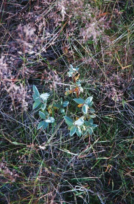 Etableringen og veksten av buskene hindres imidlertid av stadig beiting. Eksemplarene av Betula pubescens og Salix spp.