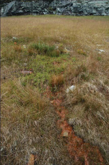 Vegetasjonssammensetning Feltet var dominert av de innsådde artene Festuca rubra (rødsvingel) og Agrostis capillaris (engkvein), men i øvre del av skråningene i nord og sør dominerte Deschampsia
