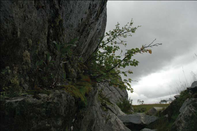 Sangina procumbens Scleranthus annus Stellaria alsine Trifolium repens Tussilago farfara Vaccinium myrtillus Vaccinium uliginosum Vaccinium vitis-idaea Frekvens av arter 0 1 2 3 4 5 Frekvens (0-5) 5.