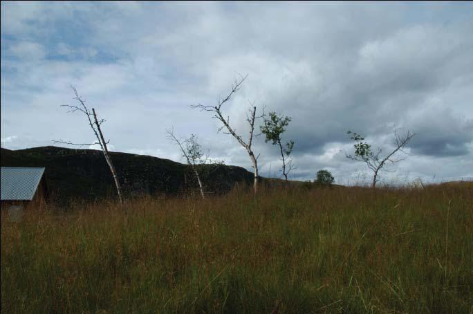 5.2.4. Innplantede stedegne busker og trær Øverst i skråning mot steinbruddsflata har det blitt plantet stedegen Salix spp.