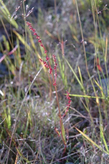 mens det i vannkanten vokste Salix spp., Eriophorum vaginatum (torvull), E. augustifolium (duskull), Juncus filiformis (trådsiv), Carex. rostrata (flaskestarr), Carex bigelowii og Carex spp.