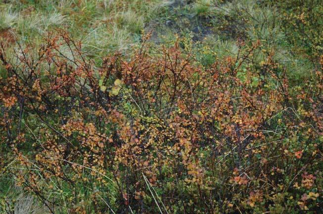 5.5-8. Eriophorum augustifolium og Salix spp. 5.5-9. Rute i transekt med høy dekning av Betula pubescens og Empetrum nigrum. 5.5-10. Omalotheca supina i biologisk jordskorpe.