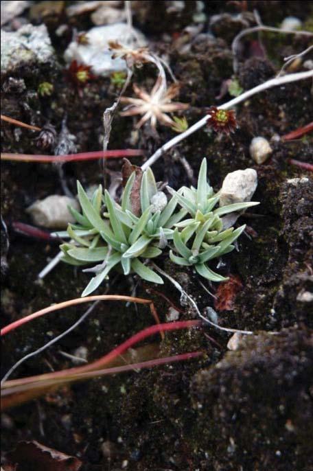 Det ble også registrert unge B. pubescens på rundt 0,5 m. Bunnsjiktet vestod av Avenella flexuosa, Chamaepericlymenum suecicum (skrubbær), Salix spp.