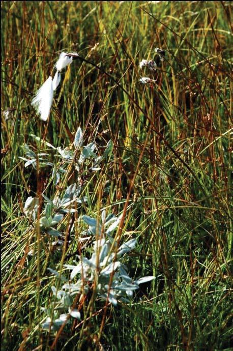 nigrum, Potentilla erecta (tepperot), Nardus stricta, Anthoxanthum odoratum (gulaks), bregner, mose og lav, Calluna vulgaris, Phyllodoce caerulea, V. uliginosum og V.