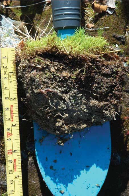Fuktighet 3 Nedre del, biologisk kun synlig humuspåvirkning i den 5 cm Sandig, med finsand/silt jordskorpe (Figur 5.
