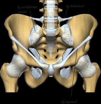 Biomekanikk rygg Lateralfleksjon høyre Lateralfleksjon venstre quadratus lumborum latissimus