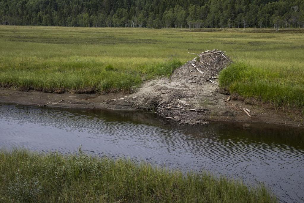 Det har vore dårlege tilhøve for fugl. Foto: Mads Løkeland, 14.07.18.