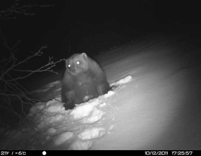 Mange observasjonar av jerv i Suldal i vinter Mange sporobservasjonar Mange i området rundt