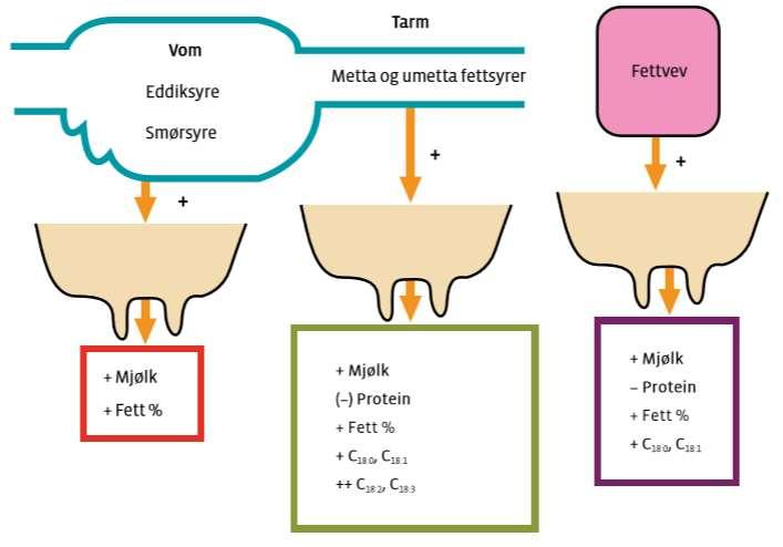 Figur 4: Skjematisk oversikt over hvordan ulike byggesteiner for melkefett påvirker melkeytelse, fettinnholdet og fettsyresammensetning av melkefettet.