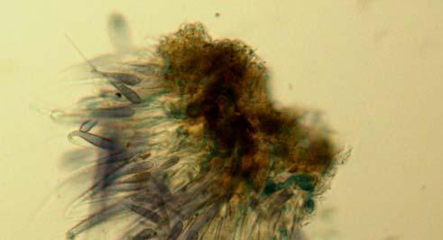 grønnalgen Microspora amoena. HUNN 7, 3. august 00.