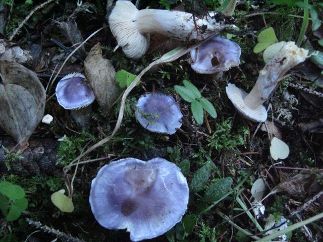 bitterslørspp (Cortinarius